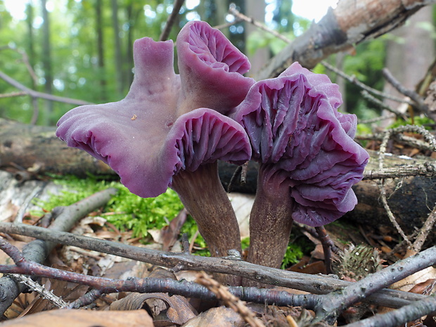 lakovka ametystová Laccaria amethystina (Huds.) Cooke