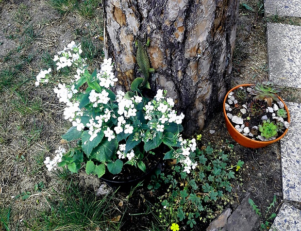 jašterica zelená Lacerta viridis