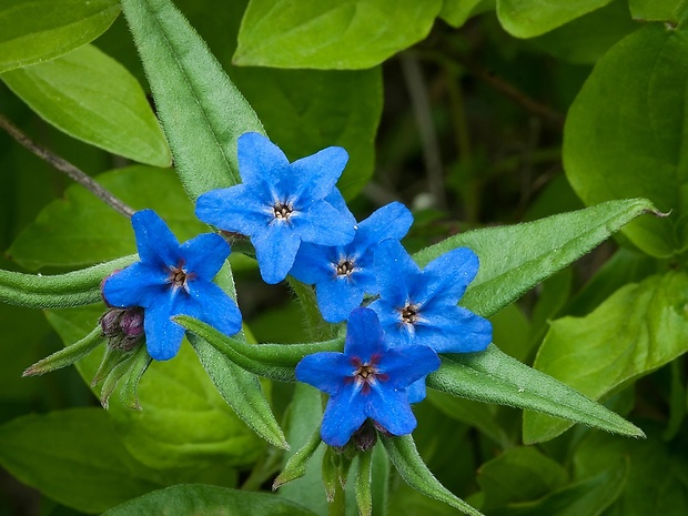 kamienka modropurpurová Lithospermum purpurocaeruleum L.