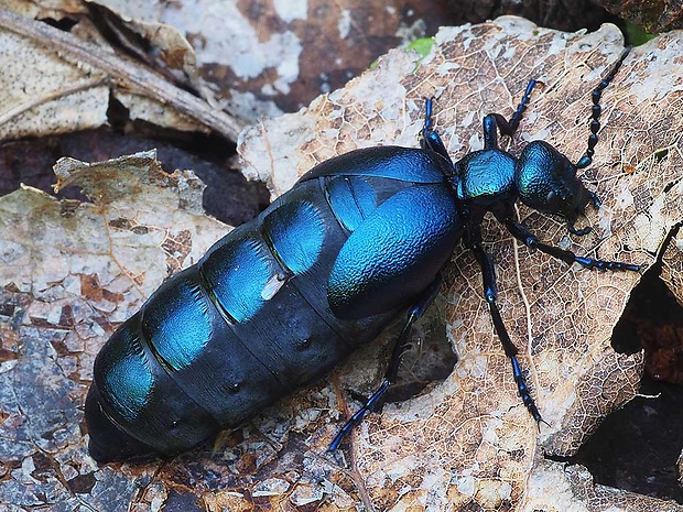 májka fialová Meloe violaceus