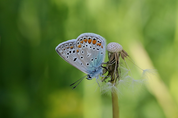 modráčik obyčajný  Polyommatus icarus