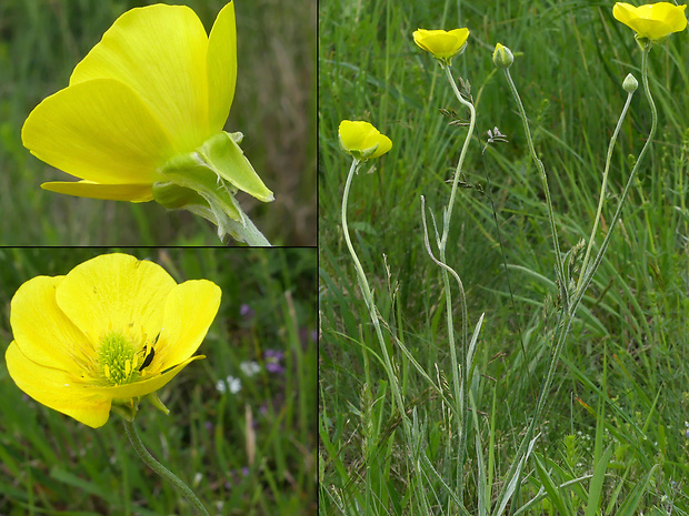 iskerník ilýrsky Ranunculus illyricus L.