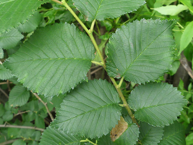 brest hrabolistý Ulmus minor Mill.