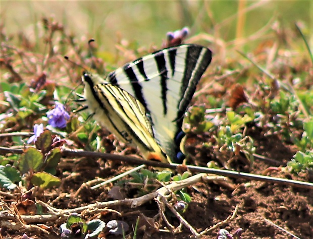 vidlochvost ovocný iphiclides podalirius