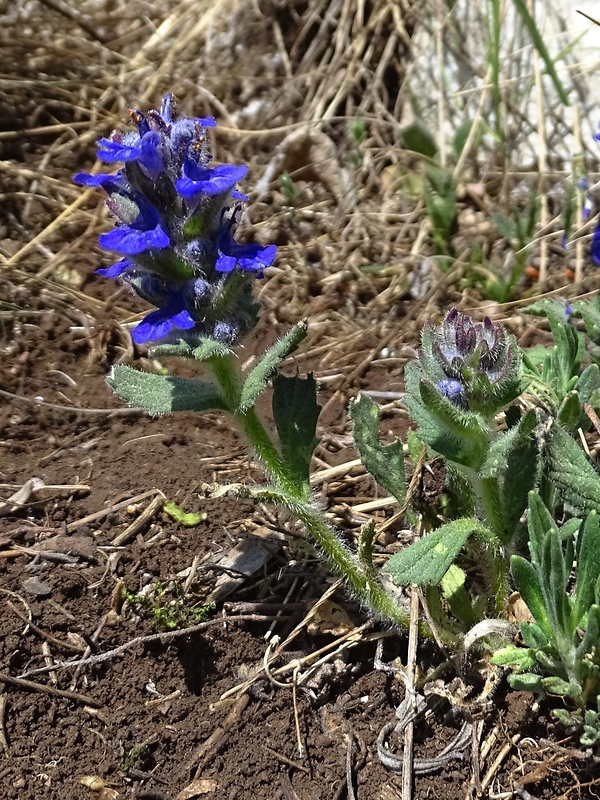 zbehovec ženevský Ajuga genevensis L.