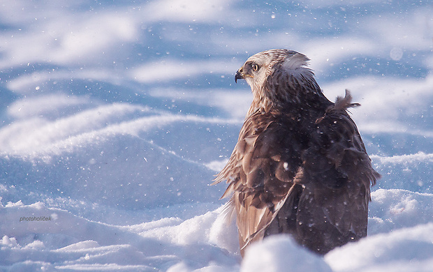 myšiak severský Buteo lagopus