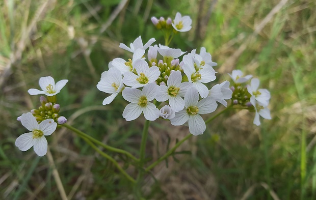 žerušnica lúčna Cardamine pratensis L.