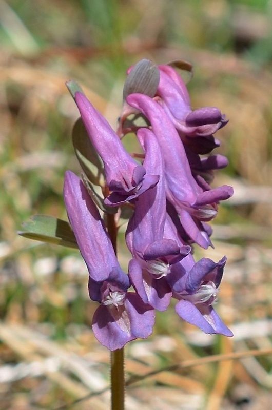 chochlačka plná Corydalis solida (L.) Clairv.