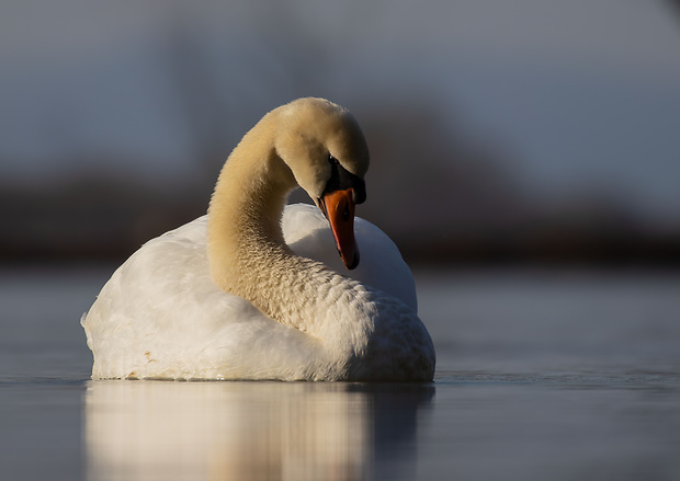 labuť veľká Cygnus olor