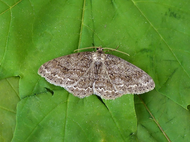 kôrovka orlíčková Ectropis crepuscularia