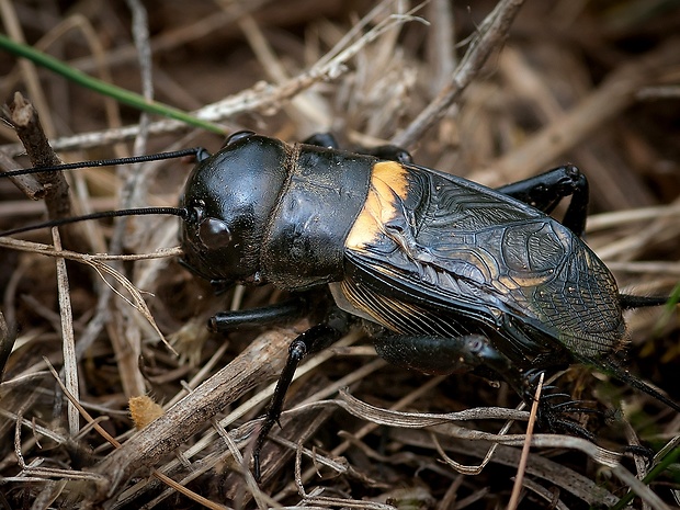 svrček poľný Gryllus campestris