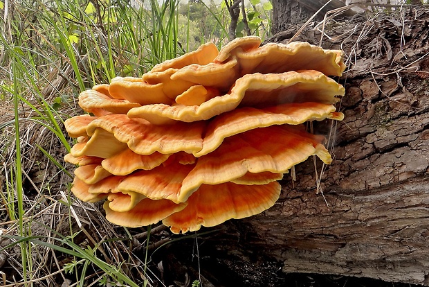 sírovec obyčajný Laetiporus sulphureus (Bull.) Murrill