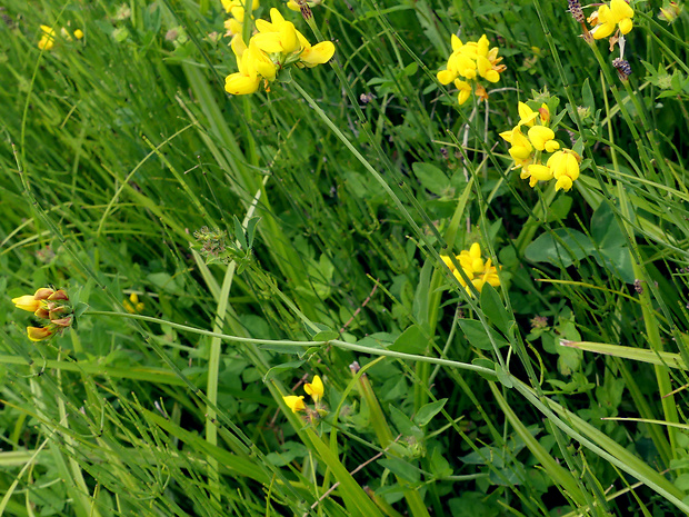 ľadenec barinný Lotus uliginosus Schkuhr