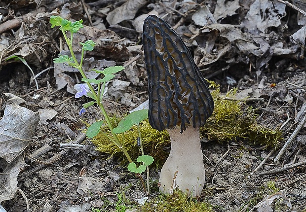 smrčok Morchella sp.