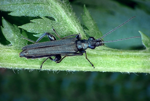 stehnáč (sk) / stehenáč zelenavý (cz) Oedemera virescens Linnaeus, 1767