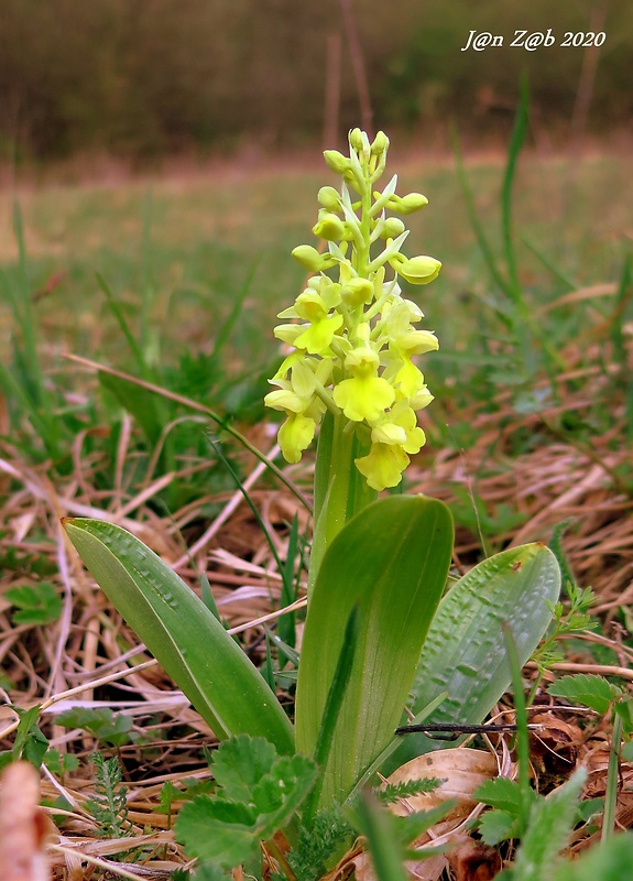 vstavač bledý Orchis pallens L.