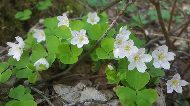 kyslička obyčajná Oxalis acetosella L.