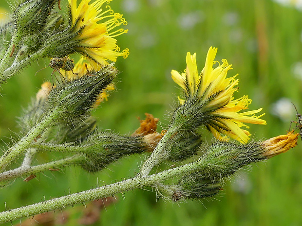 chlpánik vrcholíkatý Pilosella cymosa (L.) F. W. Schultz et Sch. Bip.