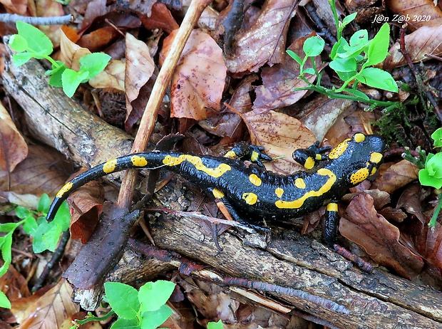 salamandra škvrnitá  Salamandra salamandra