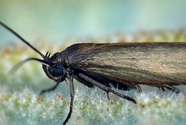 tmavomôľka smldníková (sk) / smutníček (cz) Scythris seliniella Zeller, 1839