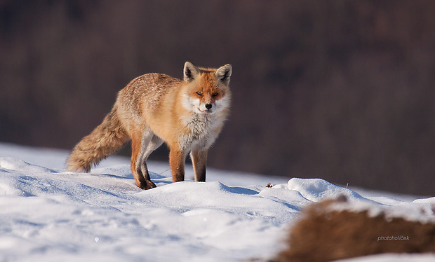 líška hrdzavá Vulpes vulpes