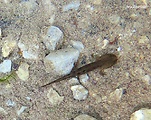 salamandra škvrnitá - larva