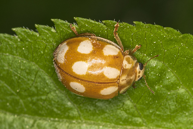 lienka Calvia decemguttata