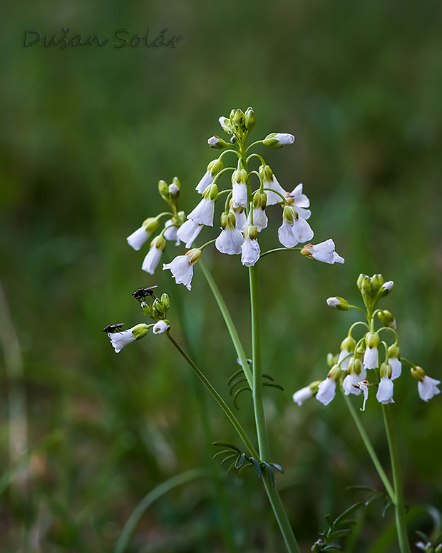 žerušnica lúčna Cardamine pratensis L.