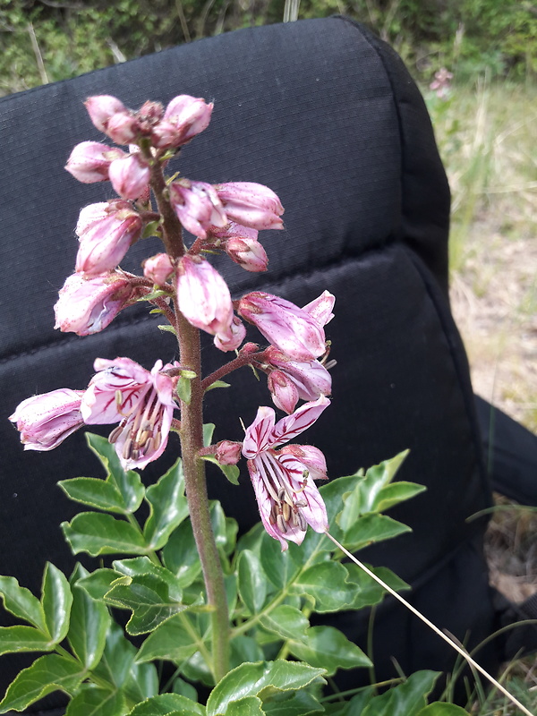 jasenec biely Dictamnus albus L.