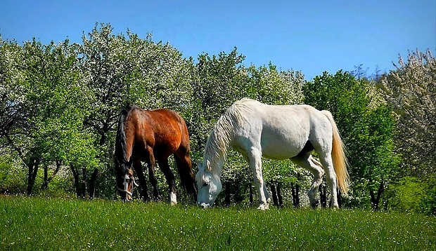 ... zostali sme dvaja Equus caballus