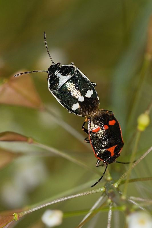 bzdocha kapustová Eurydema oleraceum