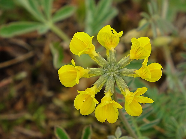 podkovka chochlatá Hippocrepis comosa L.