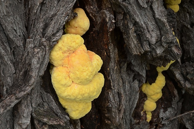 sírovec obyčajný Laetiporus sulphureus (Bull.) Murrill