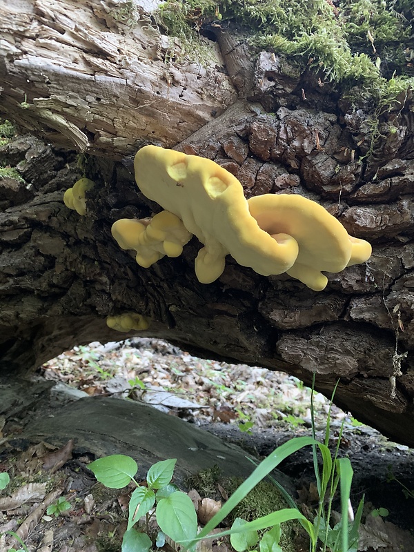 sírovec obyčajný Laetiporus sulphureus (Bull.) Murrill