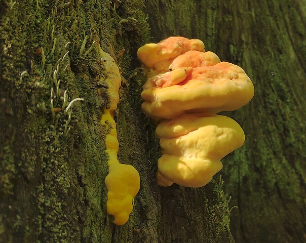 sírovec obyčajný Laetiporus sulphureus (Bull.) Murrill