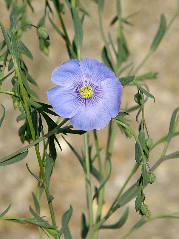 ľan rakúsky Linum austriacum L.