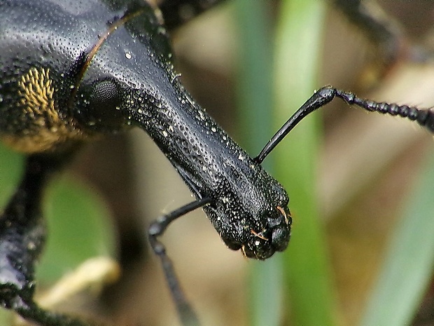 tvrdoň deväťsilový Liparus glabrirostris