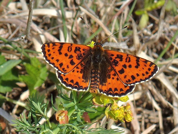 hnedáčik pyštekový Melitaea didyma