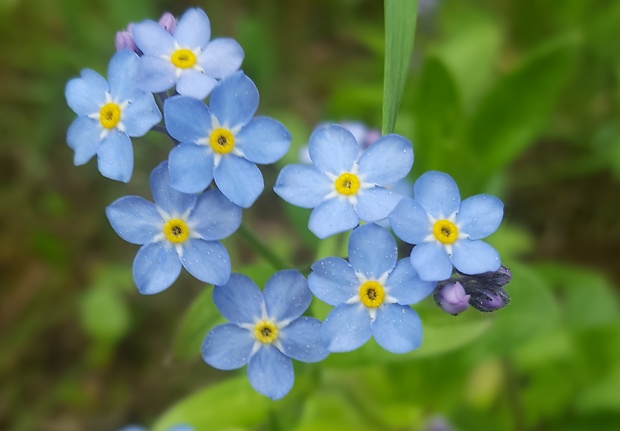 nezábudka lesná Myosotis sylvatica Ehrh. ex Hoffm.