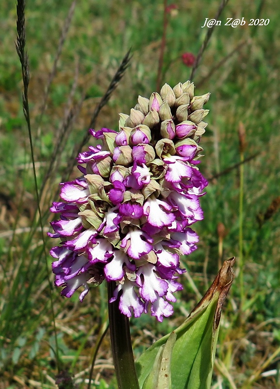 vstavač Orchis × hybrida (Lindl.) Boenn. ex Rchb.