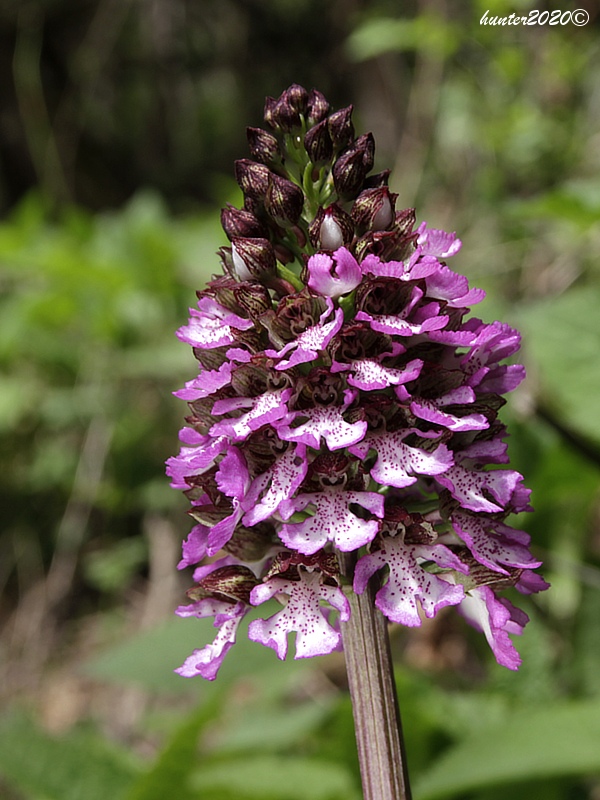 vstavač purpurový Orchis purpurea Huds.