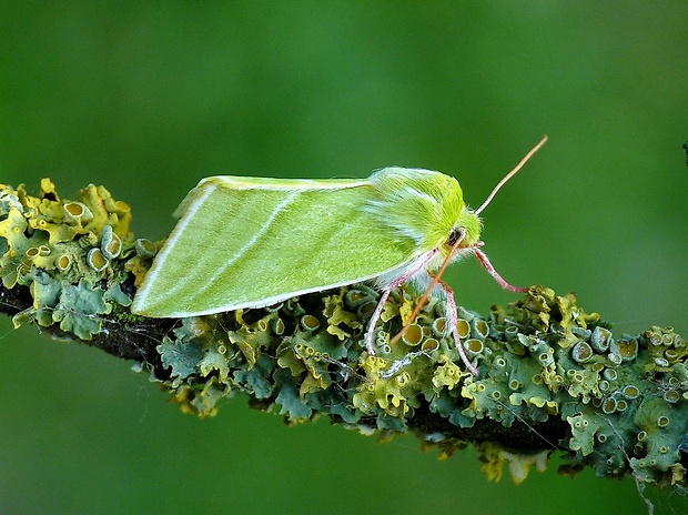 zelenka buková Pseudoips prasinana