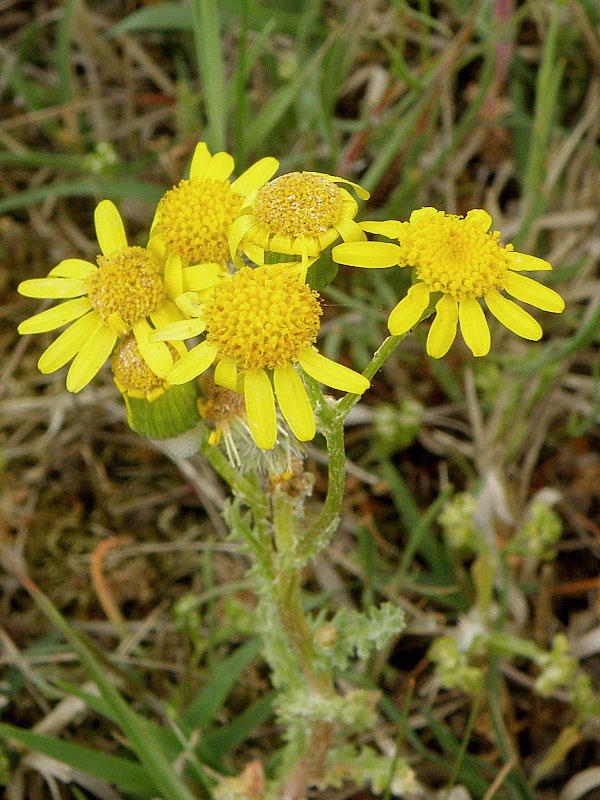 starček jarný Senecio vernalis Waldst. et Kit.