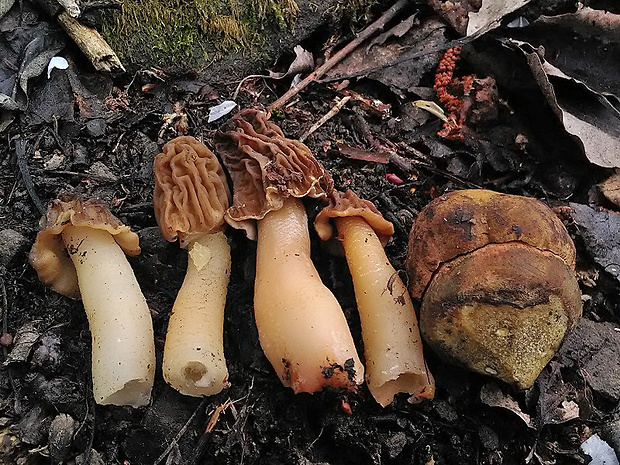 smrčkovec český a hríb zrnitohlúbikový Verpa bohemica a Neoboletus luridiformis (Krombh.) J. Schröt.