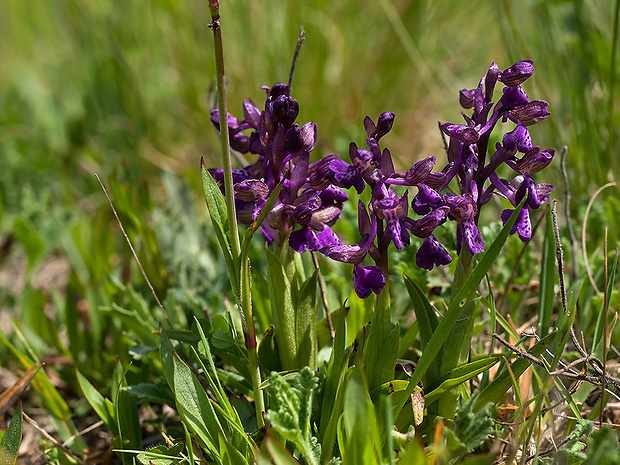 červenohlav obyčajný Anacamptis morio (L.) R. M. Bateman, A. M. Pringeon & M. W. Chase