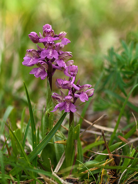 červenohlav obyčajný Anacamptis morio (L.) R. M. Bateman, A. M. Pringeon & M. W. Chase