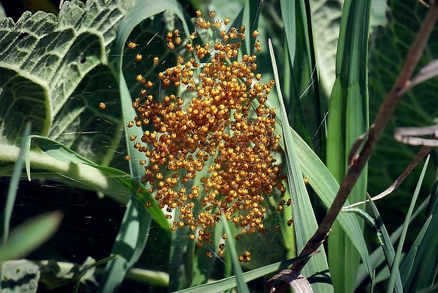 križiak obyčajný (sk) / křižák obecný (cz) Araneus diadematus Clerck, 1757