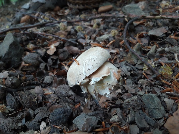 hríb dubový Boletus reticulatus Schaeff.