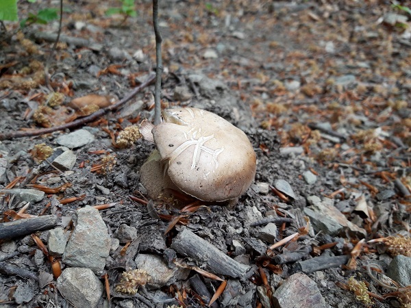 hríb dubový Boletus reticulatus Schaeff.