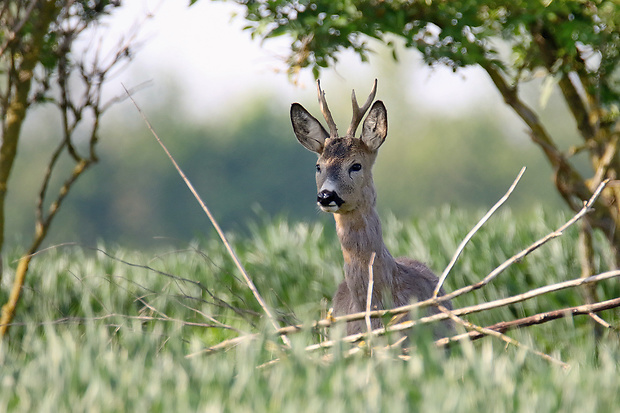 srnec lesný Capreolus capreolus